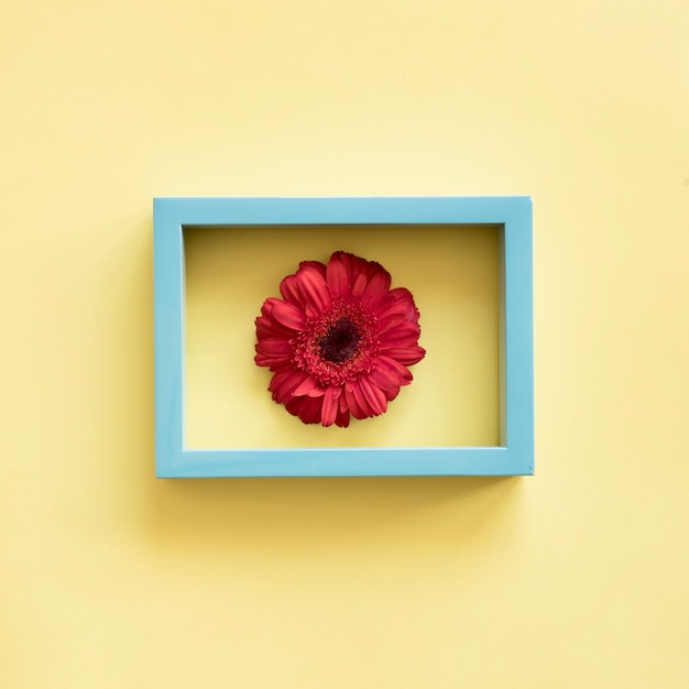 Flower in frame