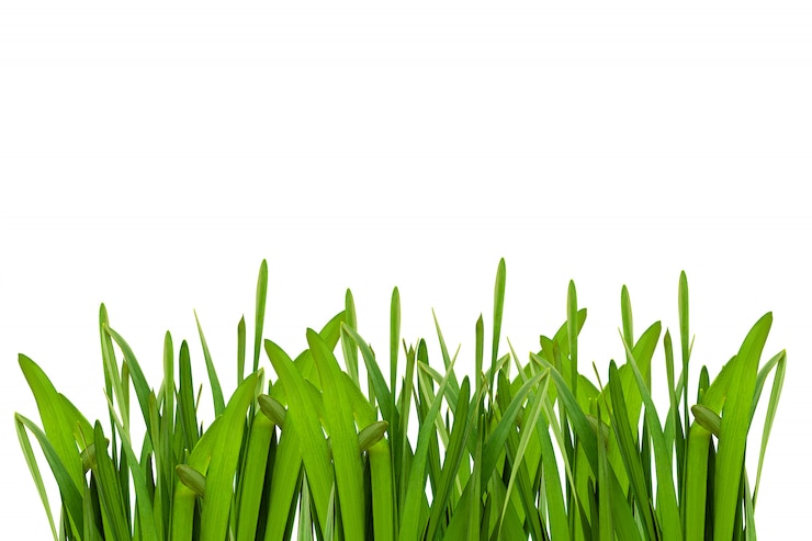 Free Photo flower green leaf isolated on white background.