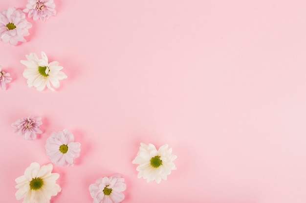 Flower heads on pink