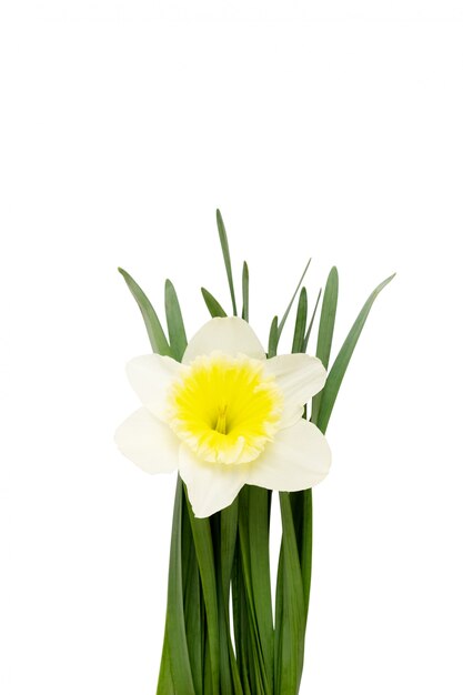 Flower narcissus isolated on a white background