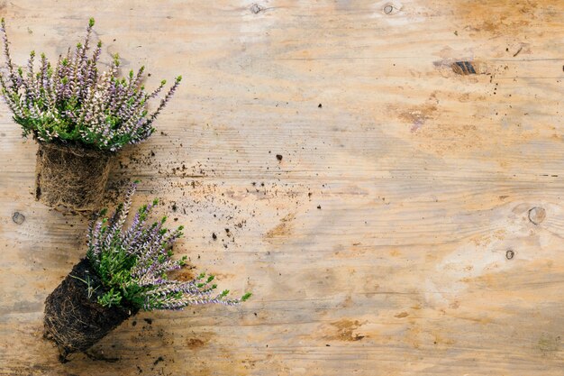 木製のテーブルの上の土と花の植物