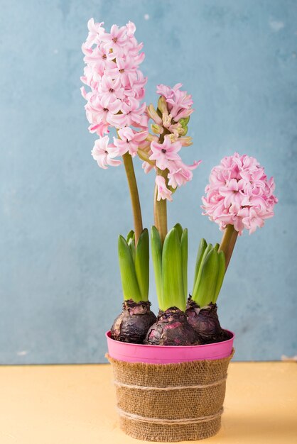 Flower pot of hyacinth