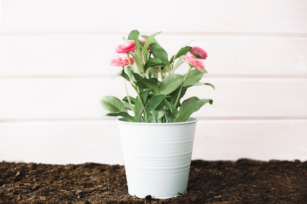 Flower pot on soil