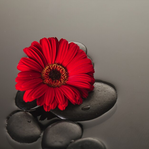 Flower and volcanic stones close up