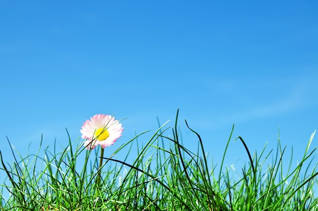 雑草の中の花