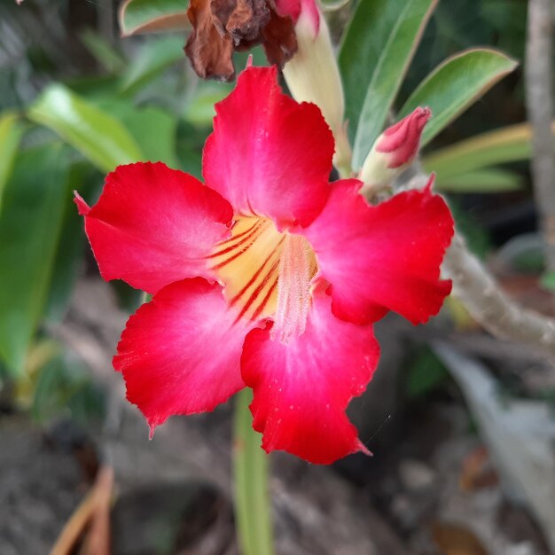 Flower with Green Leafs