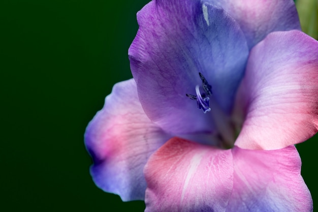 Flower with Multicolored Petals Collage