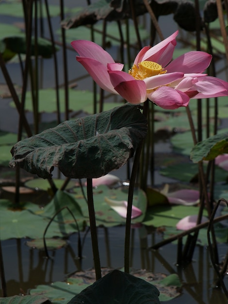 Flower with pink petals in the water