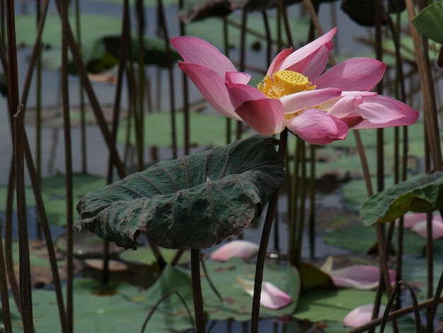 Flower with pink petals in the water