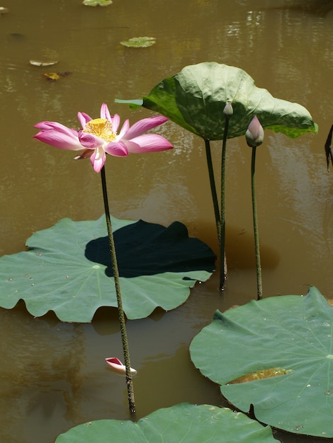 Цветок с розовыми лепестками в воде