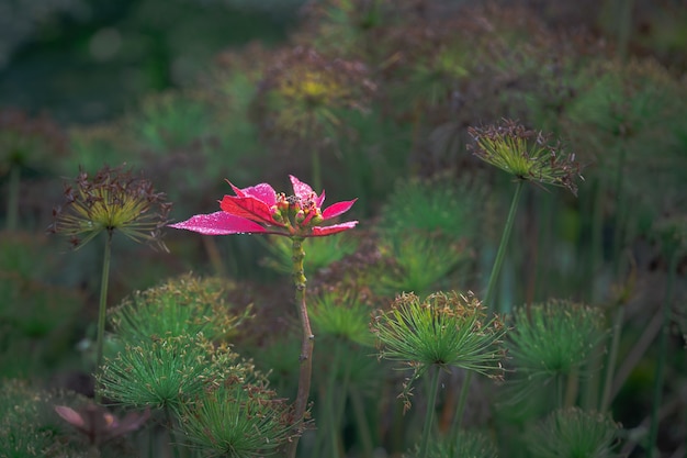 無料写真 緑と日光の下で庭に赤い葉と花します。