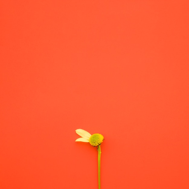 2枚の花弁を持つ花