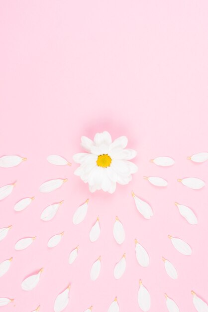 ピンクの背景に広がる白い花びらの花