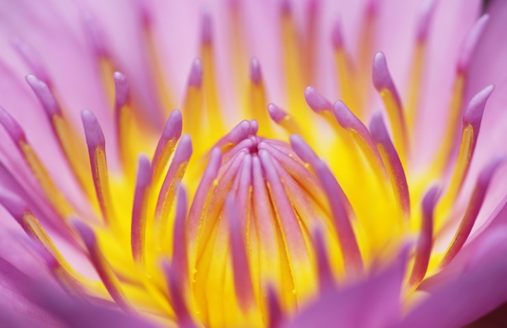 無料Photo 花