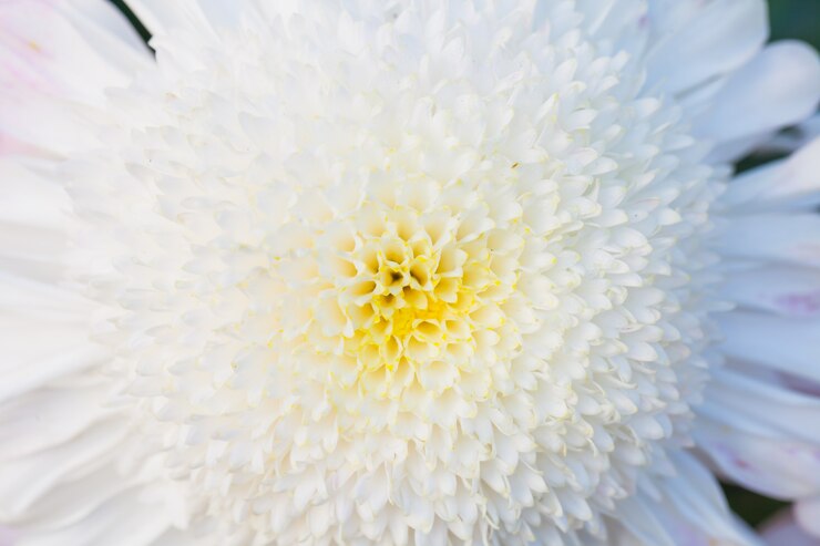 無料Photo 花