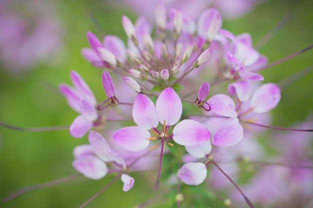 Foto gratuita fiore