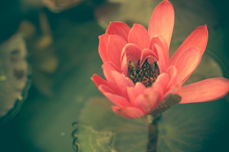 無料Photo 花