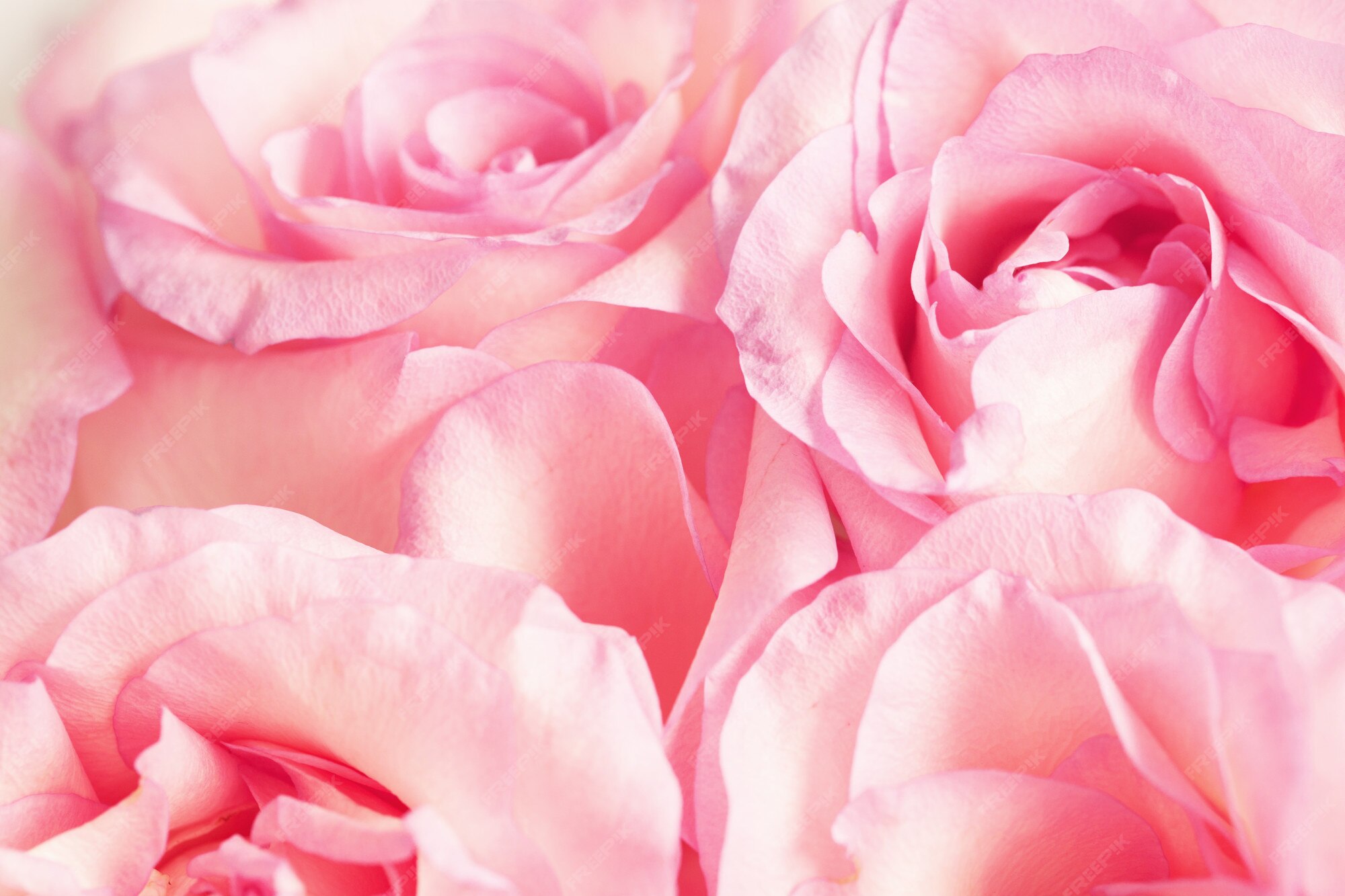 Rose 写真 186 000 高画質の無料ストックフォト