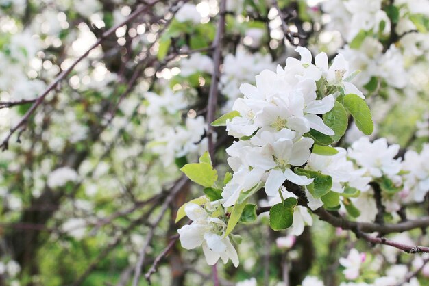 春先​に​明るい​白い​花​を​持つ​開花​リンゴ​の​木