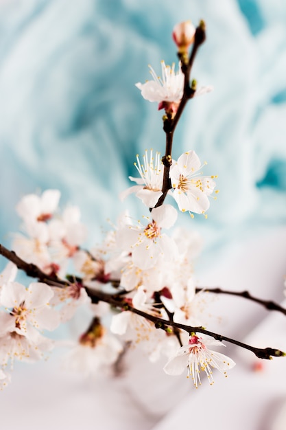 Foto gratuita il ramo di fioritura della molla selvatica dell'albero di albicocca fiorisce in vaso