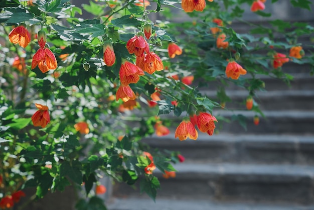 背景のはがきやスペースの装飾のための背景の日光の選択と集中のアイデアに開花茂み