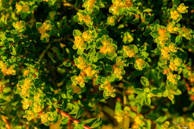 Flowering endemic Maltese spurge Euphorbia melitensis shrub