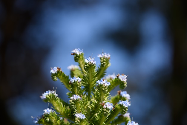 Flowering green wild plants