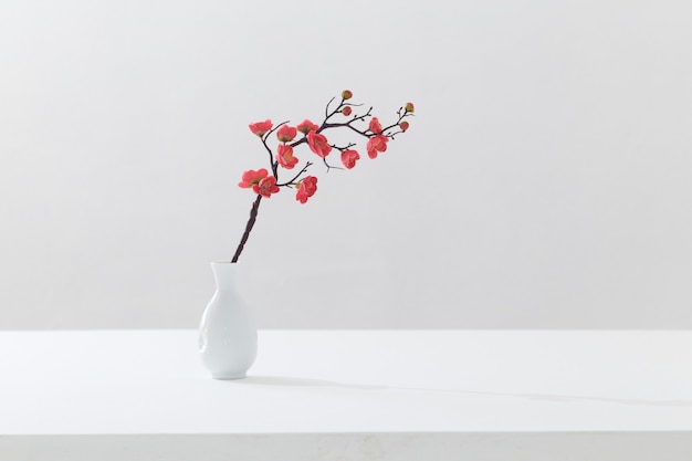 Flowering pink cherry branch in white vase on white background