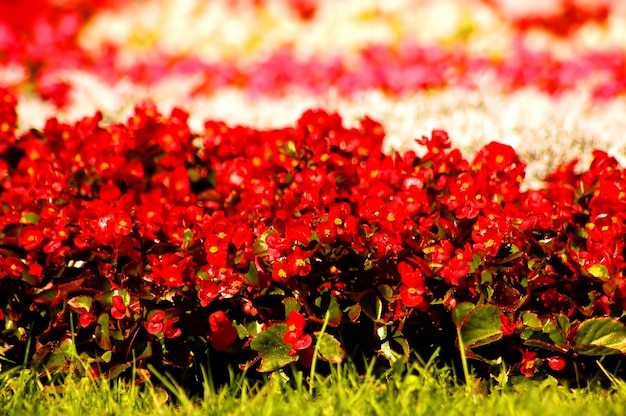 Flowering plants on a sunny day