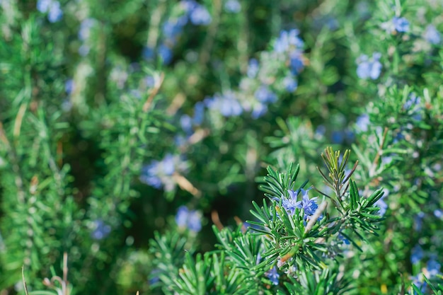 Flowering rosemary plants in herb garden selective focus shallow depth of field idea for background or postcard herbs for cooking and health
