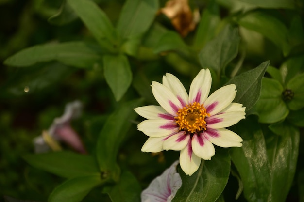 Flowering white and maroon gerber daisy blooming and flowering in the summer