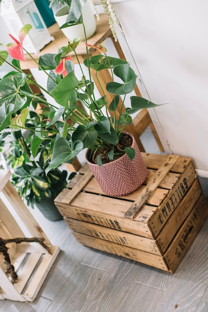 Flowerpot with plant on box