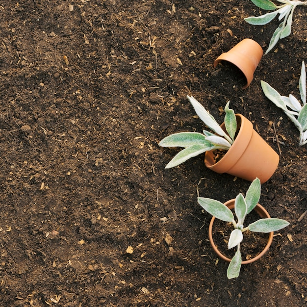 Flowerpots with plants on ground