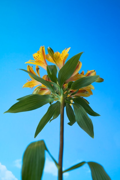 Free photo flowers against the sky