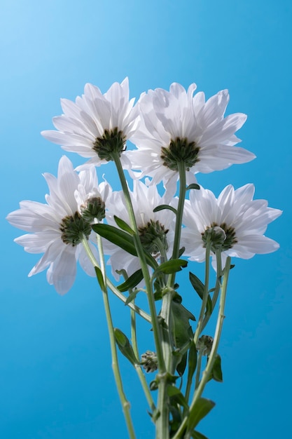 Free photo flowers against the sky