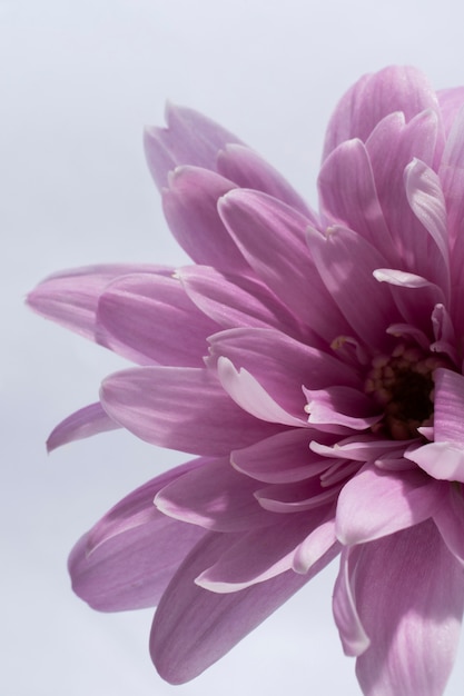 Free photo flowers against the sky