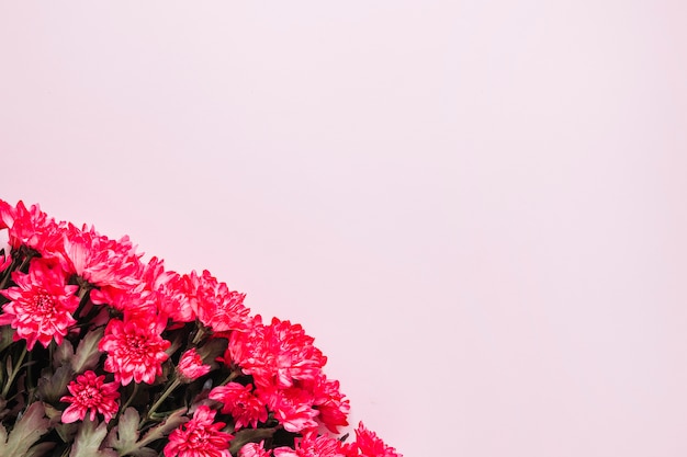 Flowers background