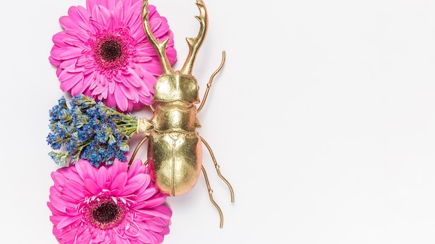 Flowers and beetle