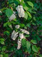 Free photo flowers of bird cherry