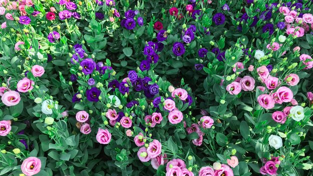 朝 庭に咲く花 プレミアム写真