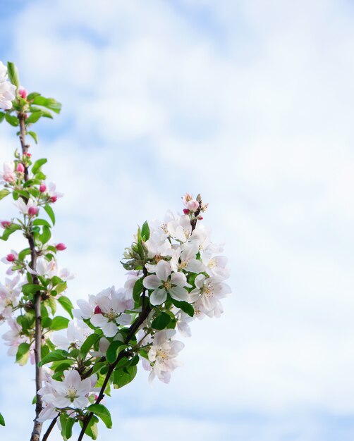 青い空の花