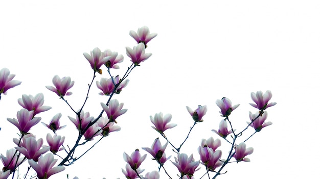 Flowers in a branch with white background