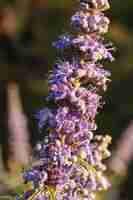 Free photo flowers of chaste tree vitex agnus-castus,