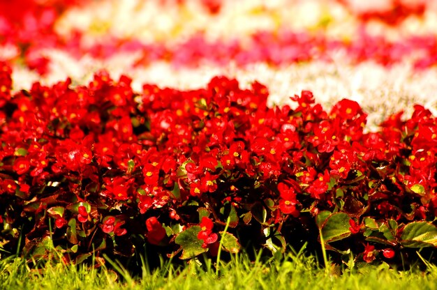 Flowers close up