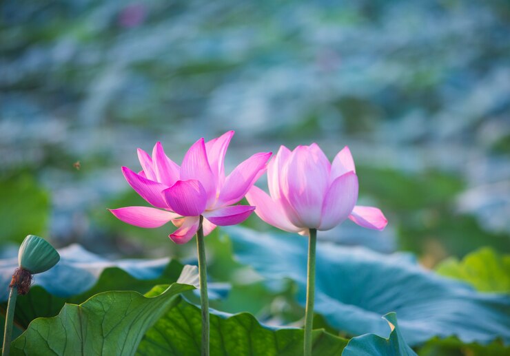 無料Photo 近くの花