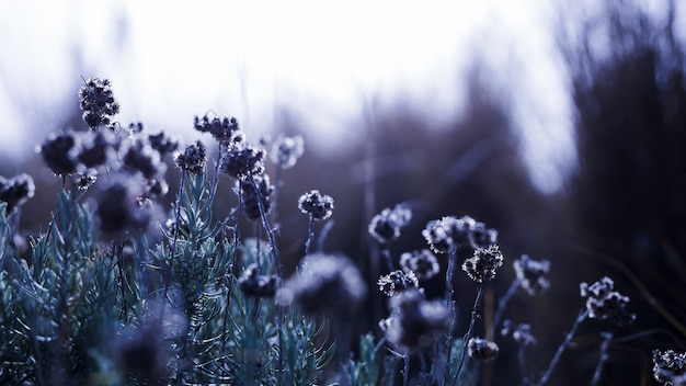 Flowers field in springtime