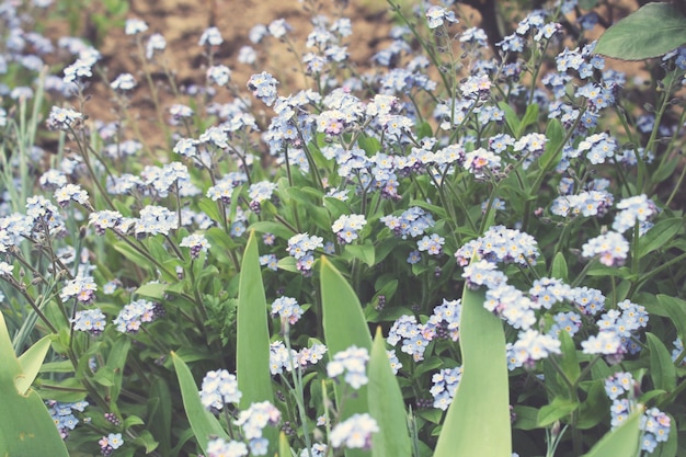 Flower field