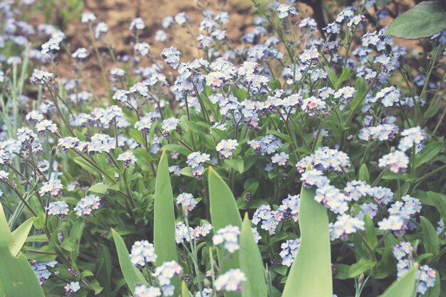 Flowers field