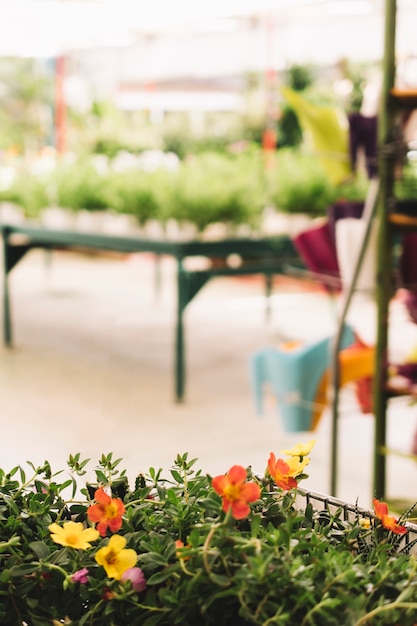 Flowers in greenhouse