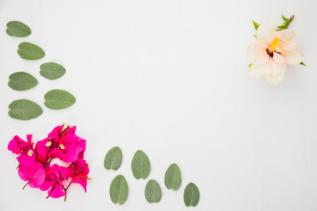 Flowers and leaves composition